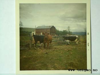 The farm in the seventies