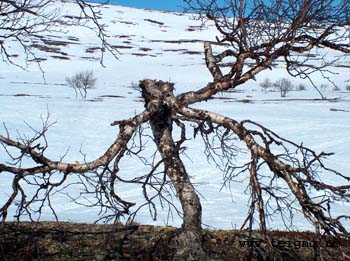 arctic birch