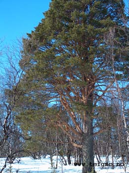 arctic pinewood