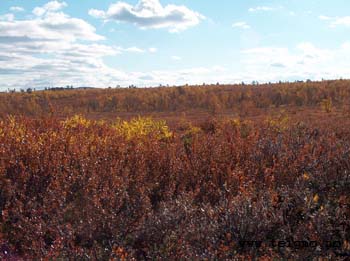 autumn landscape anarjohka national reservate