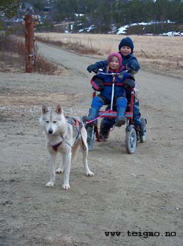 dogbuggyriding in autumn