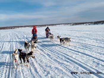 dogs at lake