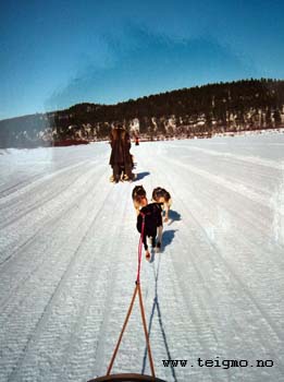 dogsled karasjohka6