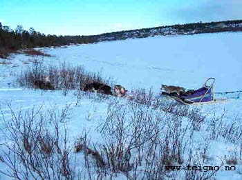 dogsleds at badjenjarga