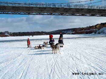 dogsleds in karasjok