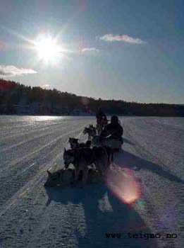 dogsledtrip Teigmo