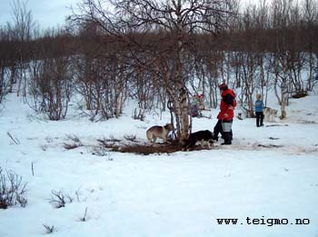 feeding dogs at ravnastua