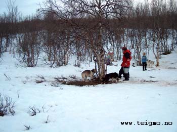 feeding dogs at ravnastua