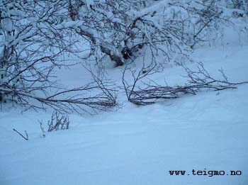 grouse snare