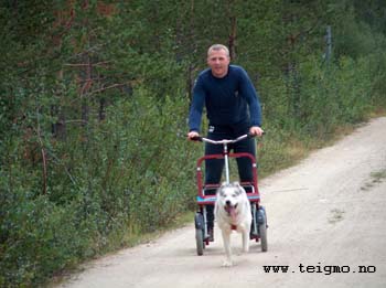 guest with husky