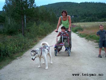 guests with husky in summer
