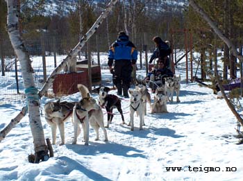 howling before start