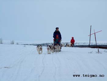 hundesledeturer