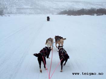 husky at teigmo