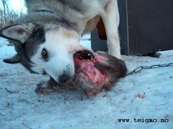 husky eating moose