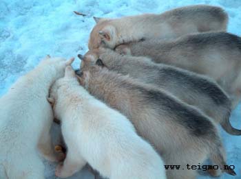 huskypuppies eating