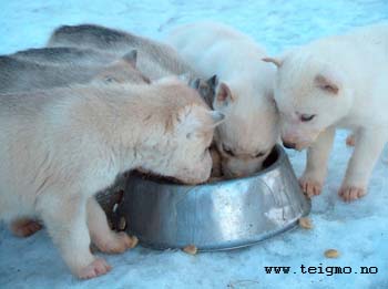 huskypuppies eating1