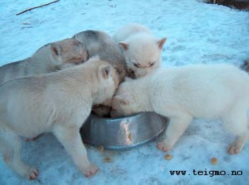 huskypuppies eating2