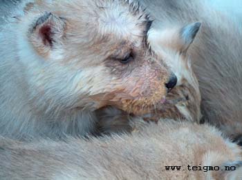 huskypuppies eating3