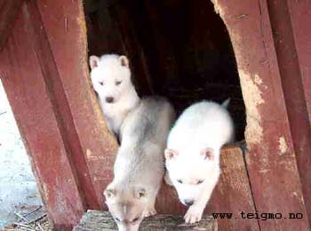 huskypuppies