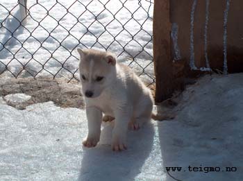 huskypuppies2