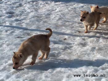 huskypuppies3