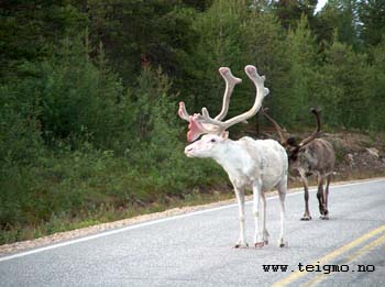 reindeer in summer
