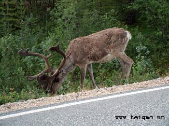 reindeer in summer1