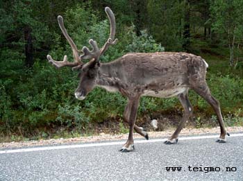reindeer in summer2