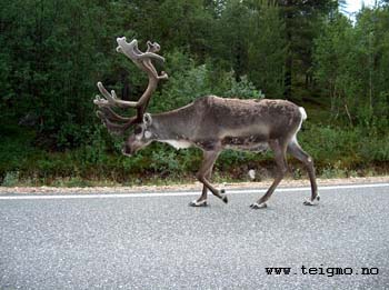 reindeer in summer3