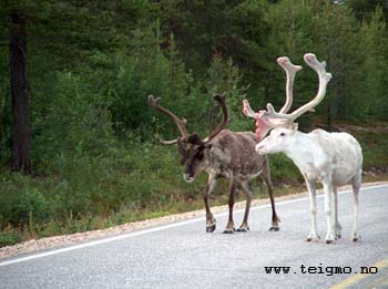 reindeer in summer4