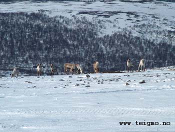 reindeer