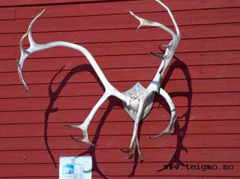 reindeerantler