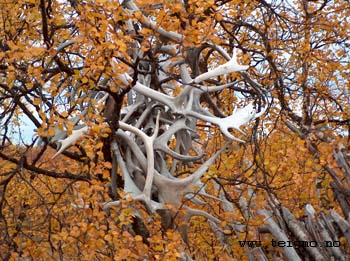 reindeerantlers