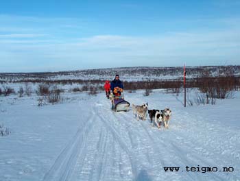 siberian husky