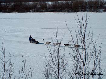 team of dogs