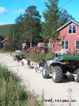 training dogs in summer1