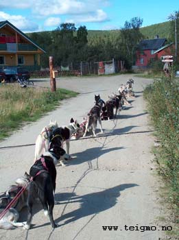 training dogs in summer2