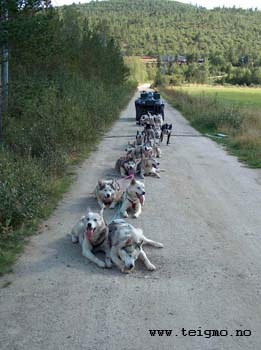 training dogs in summer3