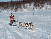 sami dogsled