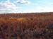 autumn landscape anarjohka national reservate