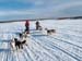 dogs at lake