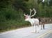 reindeer in summer