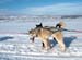 sleddogs